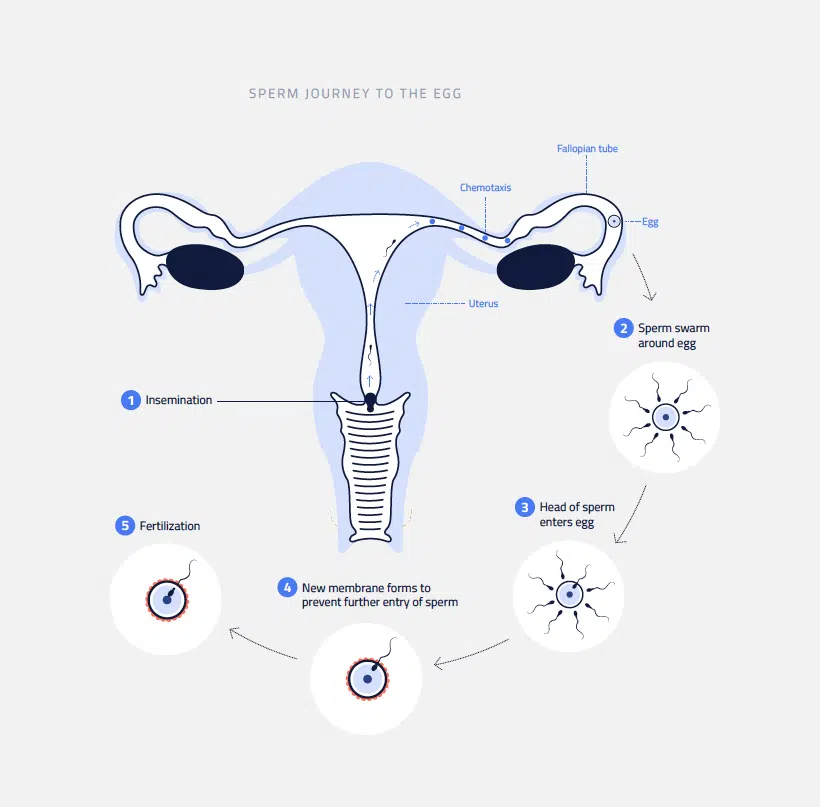 journey of a sperm cell bbc bitesize