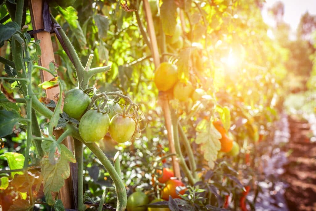 Tomatoes on the vine