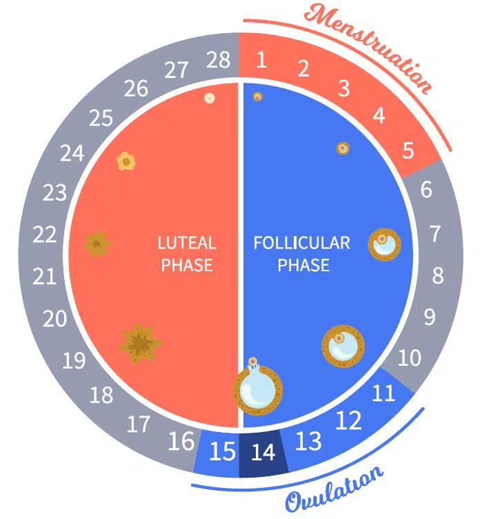 When is the best time to get pregnant?