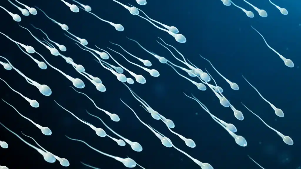3D-illustration av mänskliga spermier som simmar framåt, vilket representerar spermierörlighet och manlig fertilitet