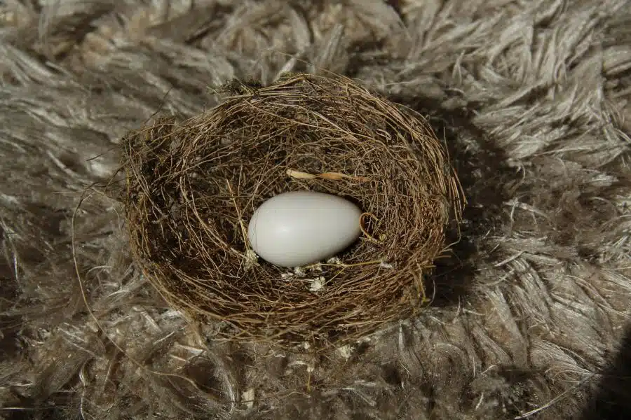la méthode de la rencontre du sperme et de l'ovule