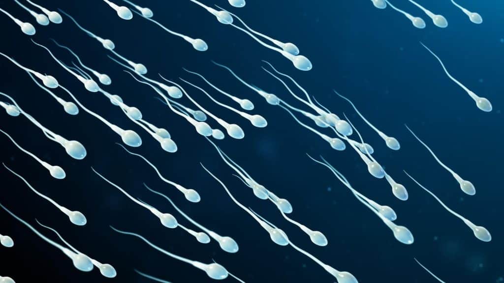 espermatozoides de gran volumen, guía definitiva del volumen espermático