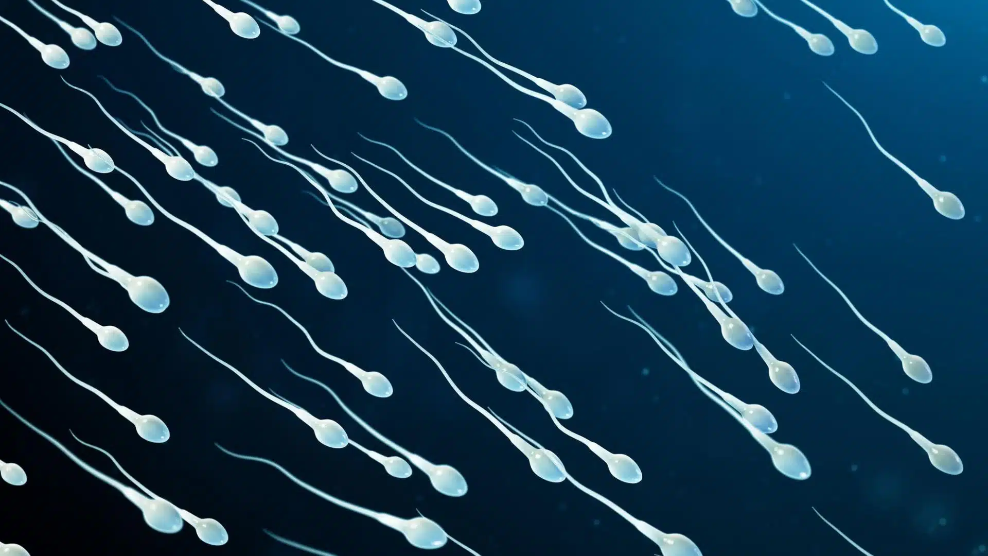 cellule spermatiche ad alto volume, guida definitiva al volume degli spermatozoi