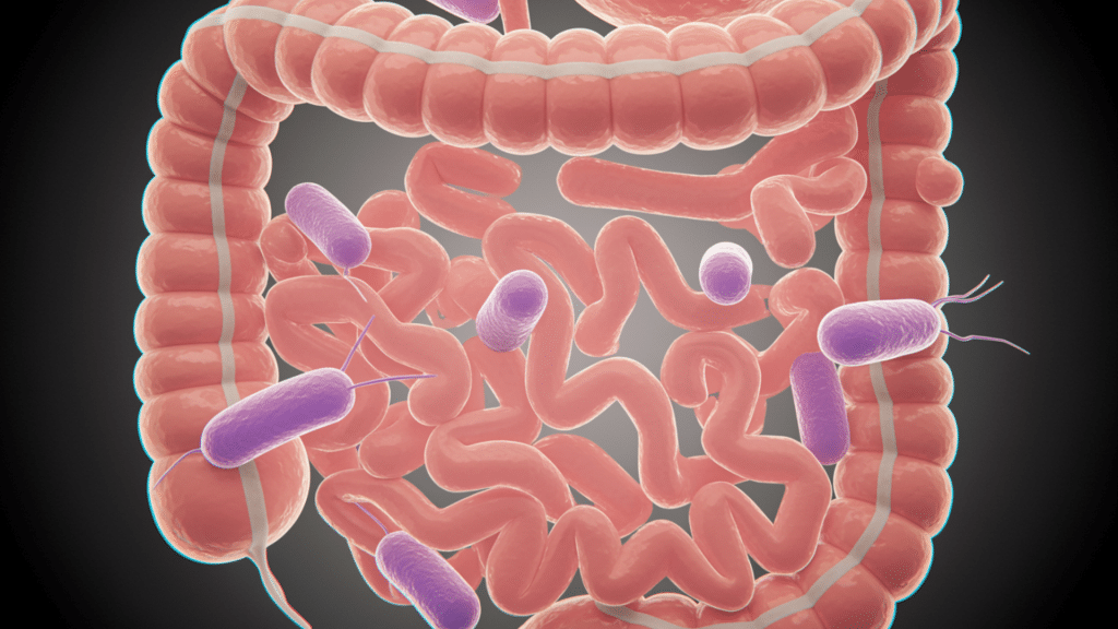 Illustrazione medica 3D che mostra l'intestino umano con batteri intestinali viola visibili, che rappresentano il microbioma intestinale all'interno del tratto digestivo.